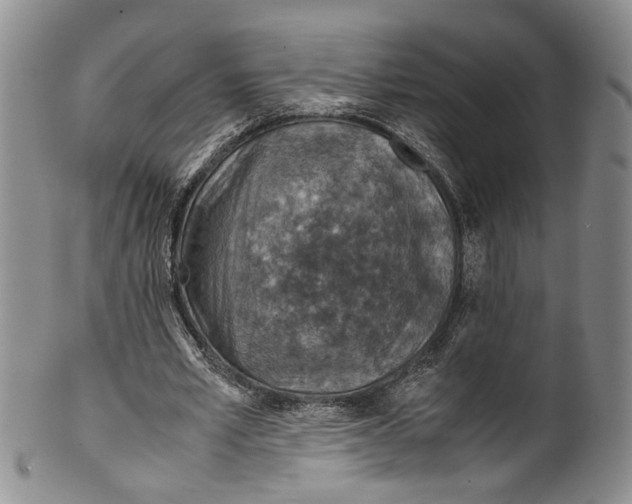 X0000100420581200806271509