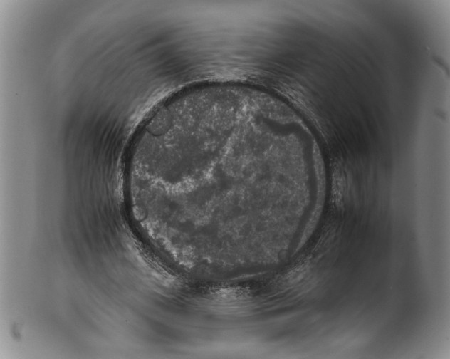 X0000100420584200806271509