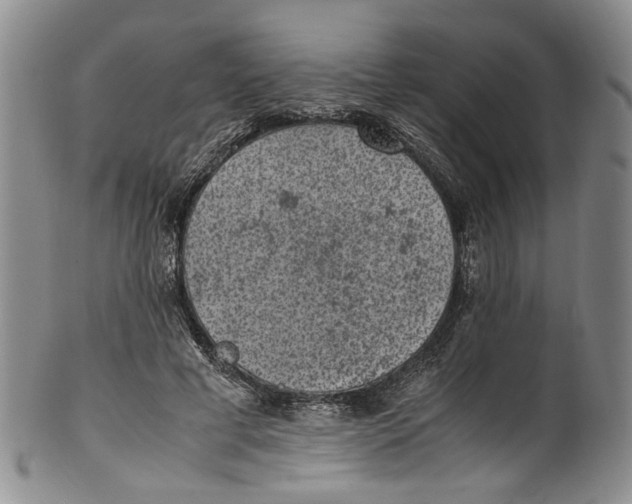 X0000100420593200806271509