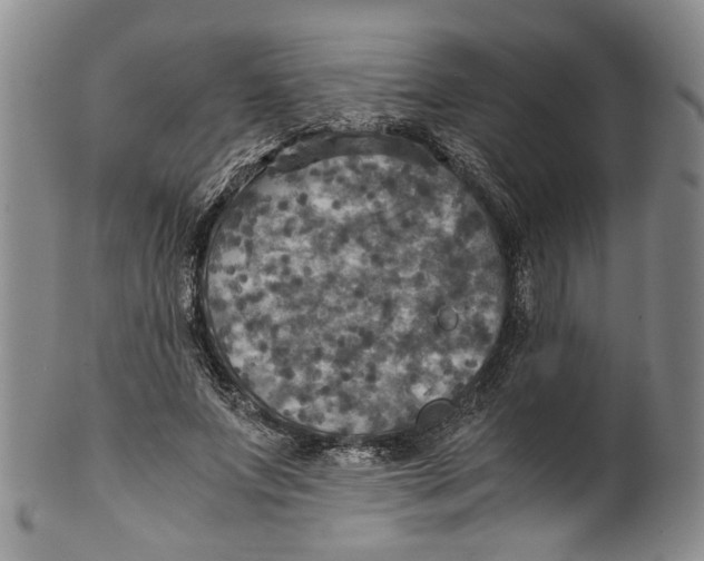 X0000100420687200806271507