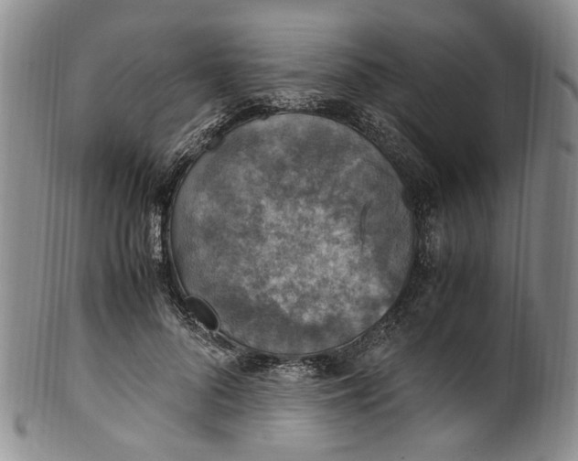 X0000100420696200806271507