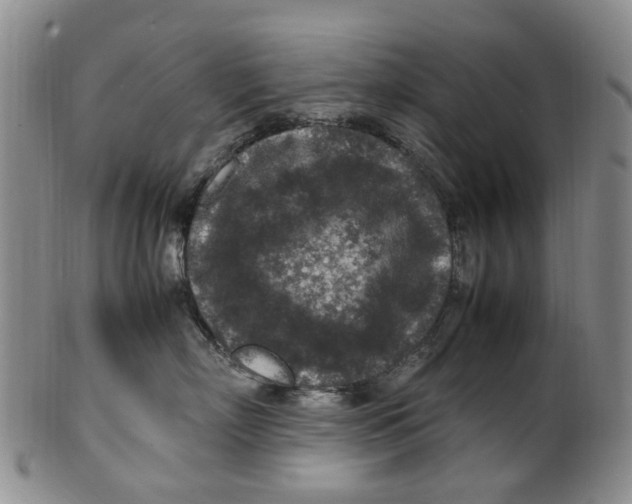 X0000100420718200806271507