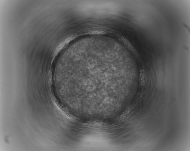 X0000100420726200806271506