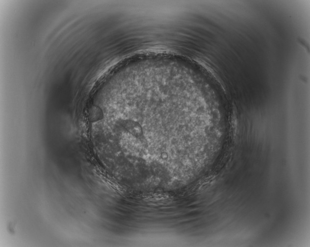 X0000100420823200806271505