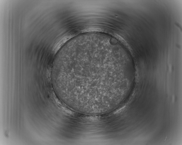 X0000100420937200806271503