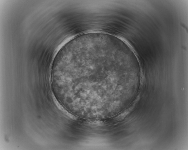 X0000100420957200806271504