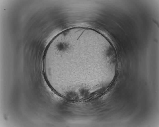 X0000100420999200806271503
