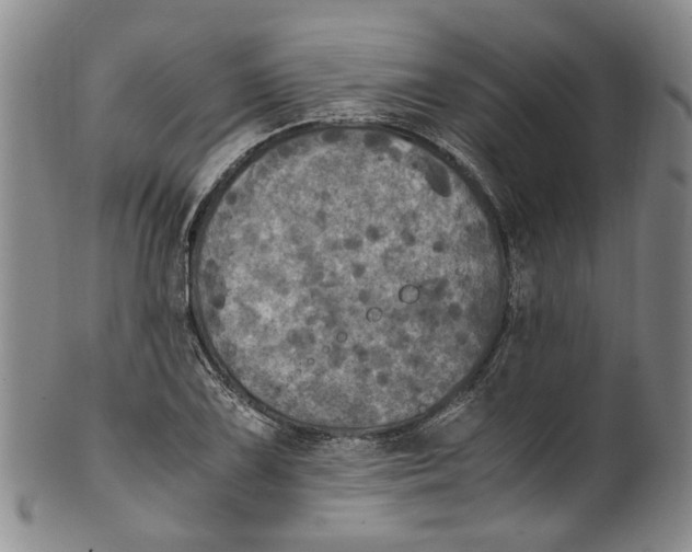 X0000100421075200806271501