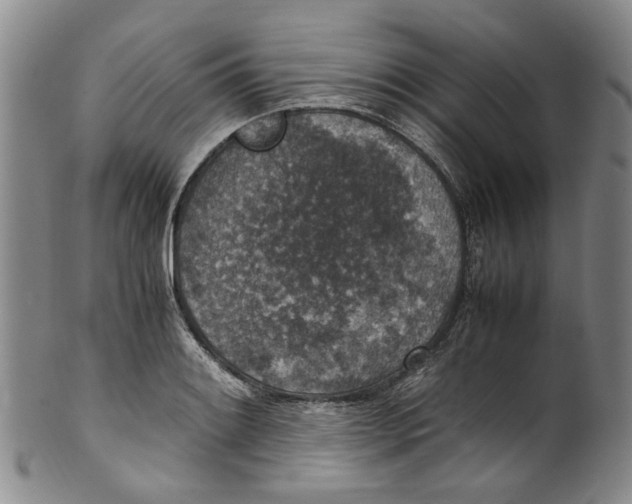 X0000100421084200806271501