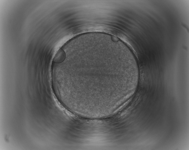 X0000100421088200806271501