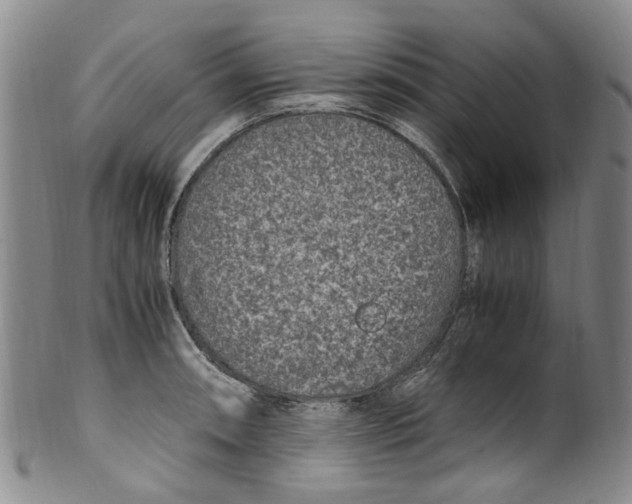 X0000100421090200806271501