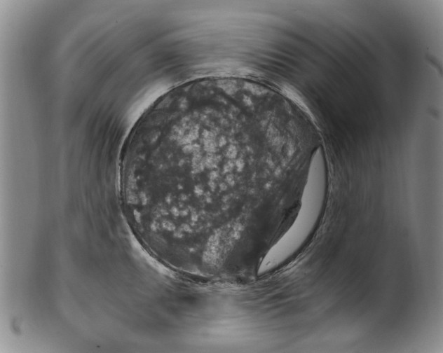 X0000100421095200806271501