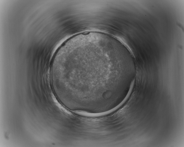 X0000100421100200806271501