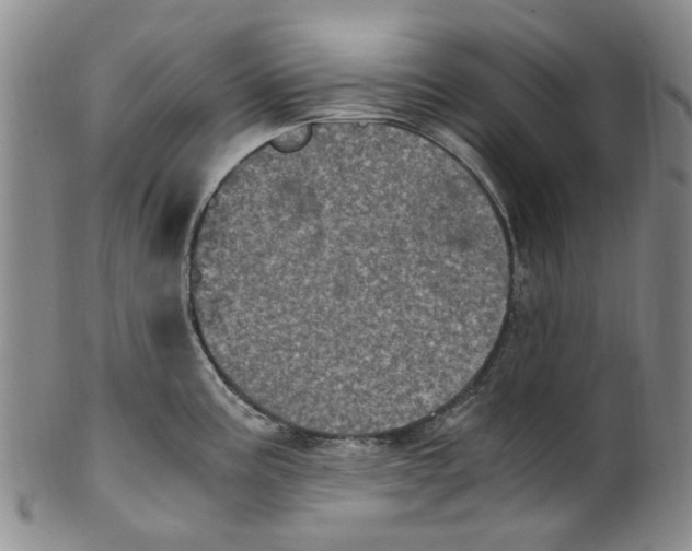 X0000100421195200806271500