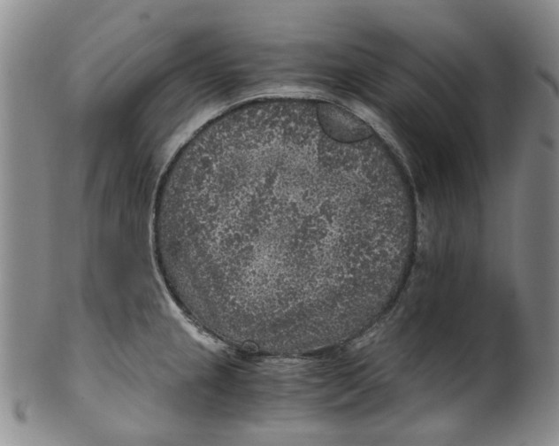 X0000100421237200806271459