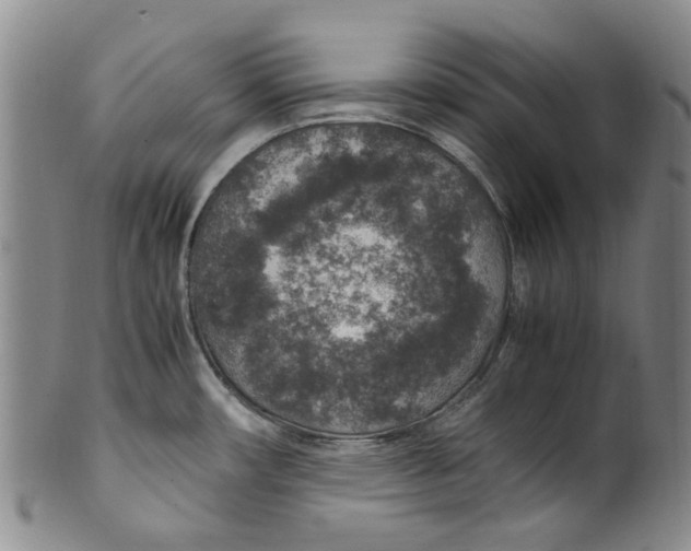 X0000100421482200806271455