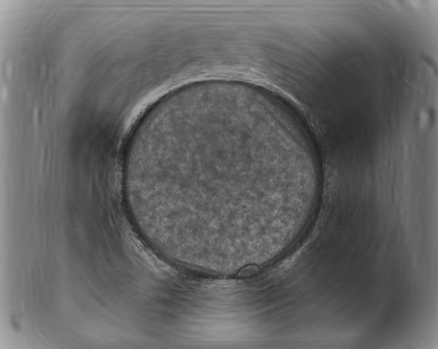 X0000100421506200806271455