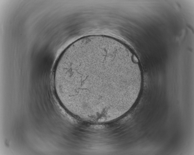 X0000100421517200806271455