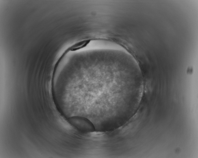 X0000100420052200807032111