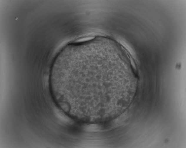 X0000100420058200807032111