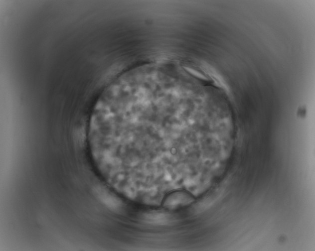 X0000100420065200807032111