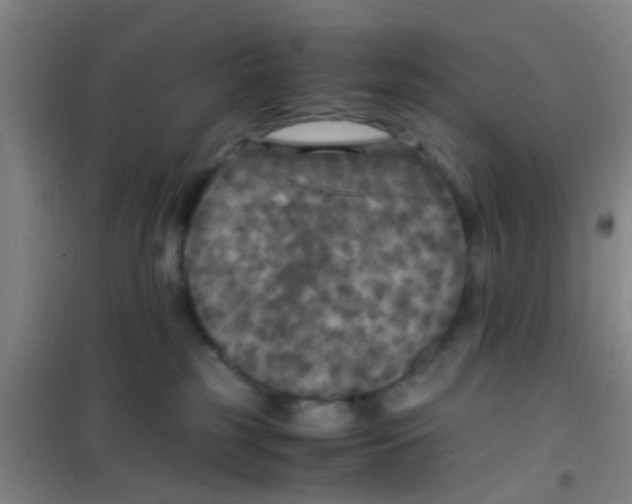 X0000100420185200807032110