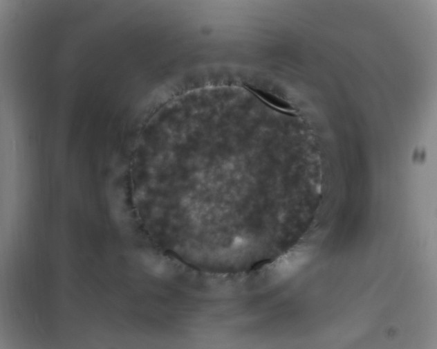 X0000100420192200807032110