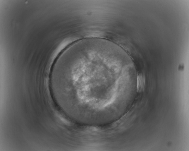 X0000100420195200807032109