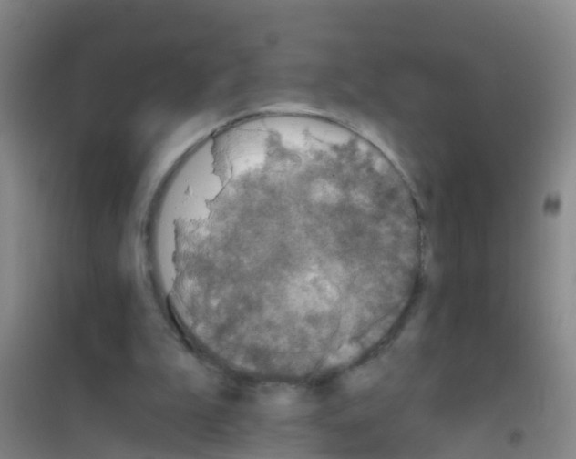 X0000100420199200807032109