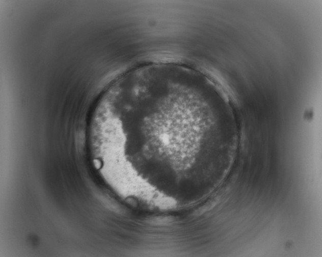 X0000100420202200807032109