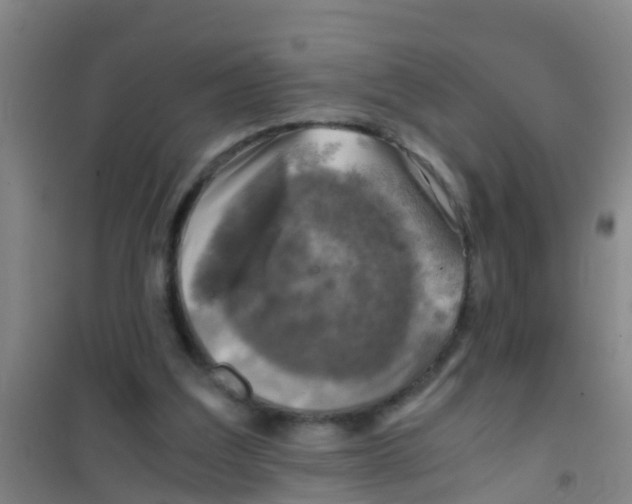 X0000100420203200807032109