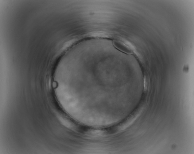 X0000100420205200807032109