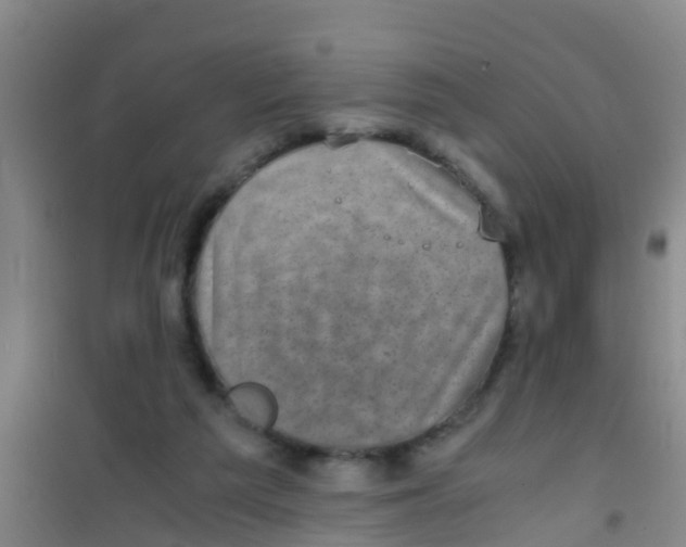 X0000100420209200807032109