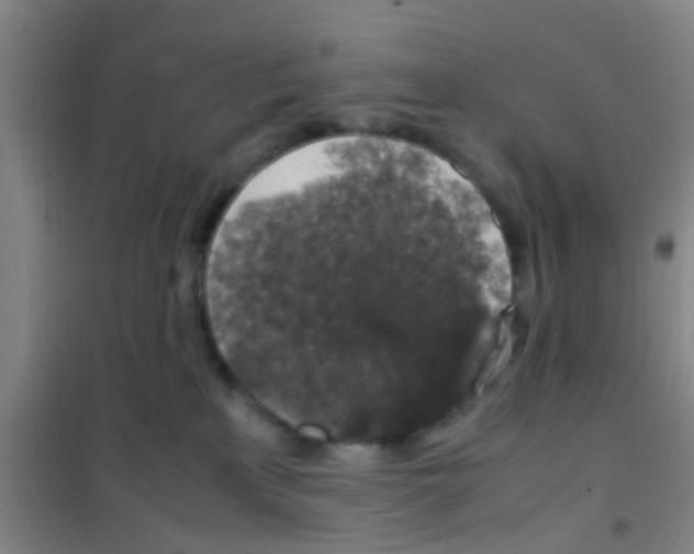 X0000100420233200807032109