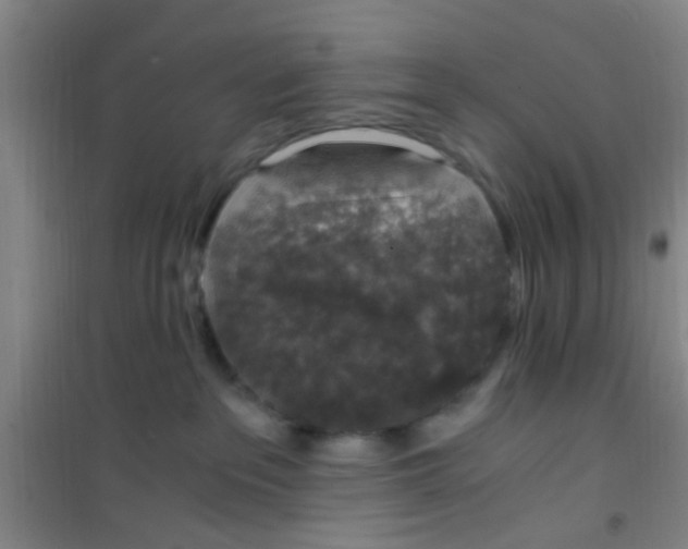 X0000100420237200807032109