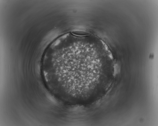 X0000100420243200807032108