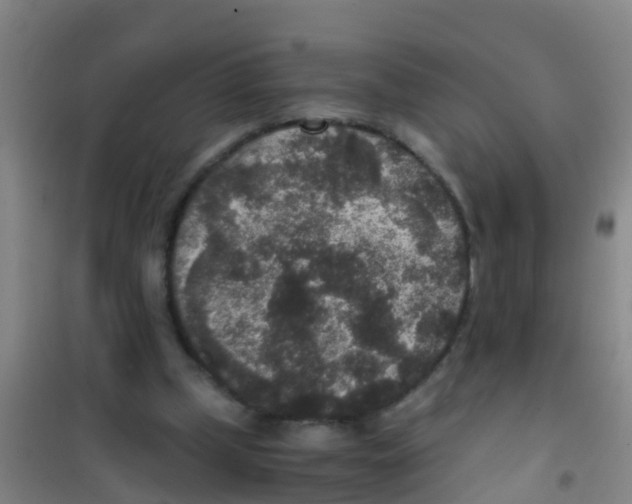 X0000100420249200807032108