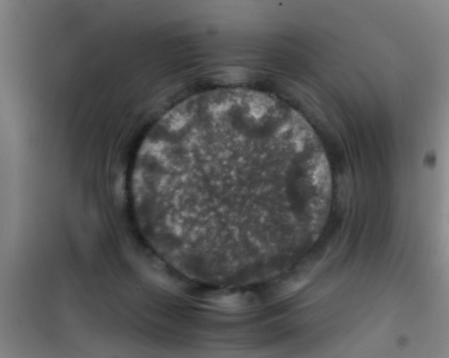 X0000100420267200807032109