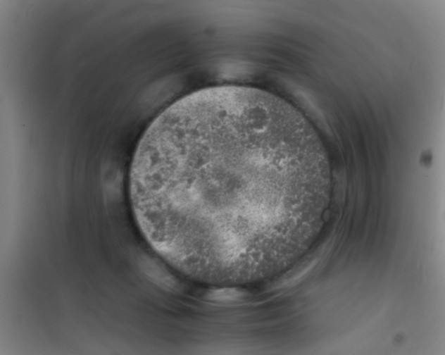 X0000100420269200807032109