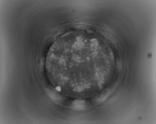 X0000100420271200807032109