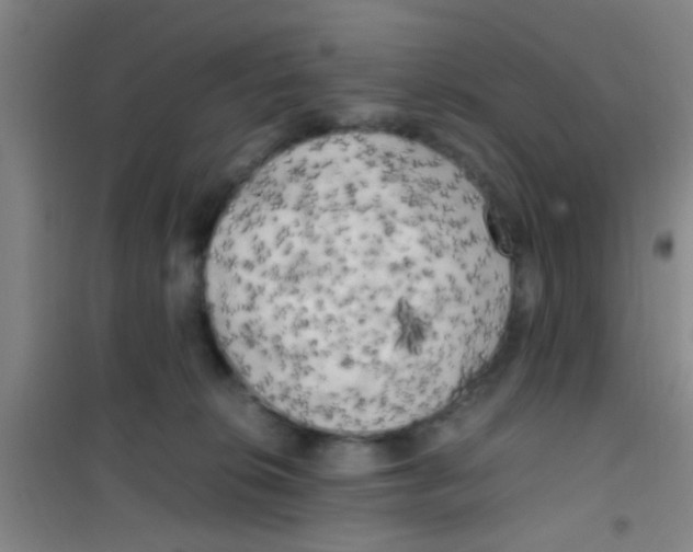 X0000100420276200807032109