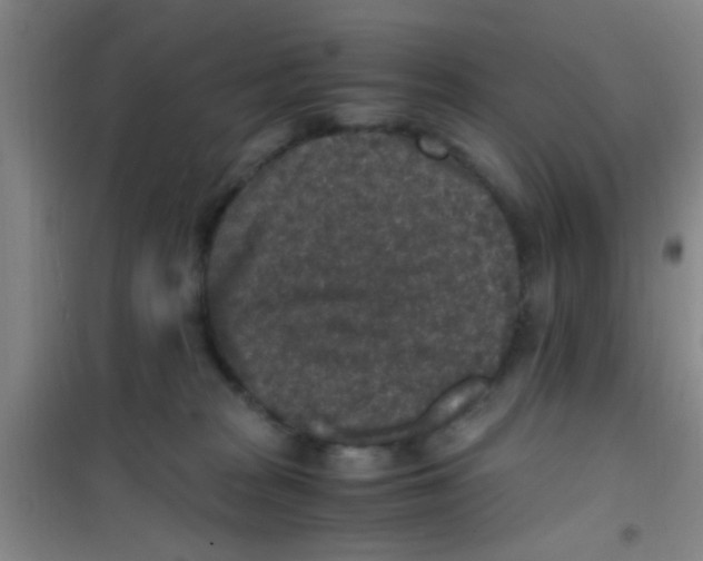 X0000100420277200807032109