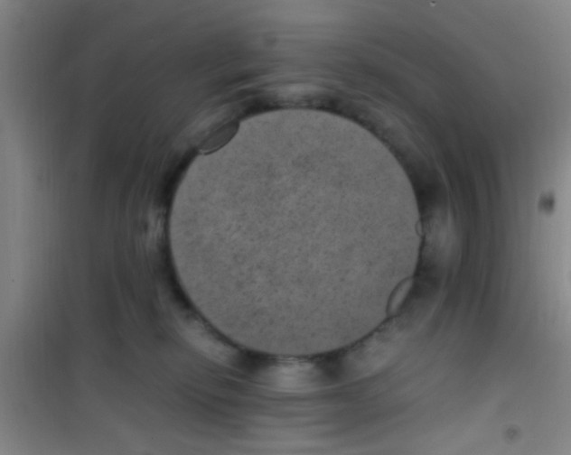 X0000100420278200807032109