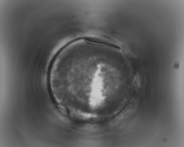 X0000100420292200807032108