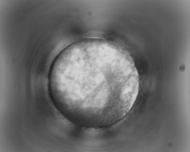 X0000100420293200807032108