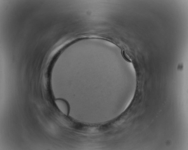 X0000100420295200807032108