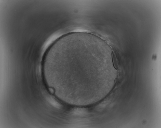 X0000100420296200807032108