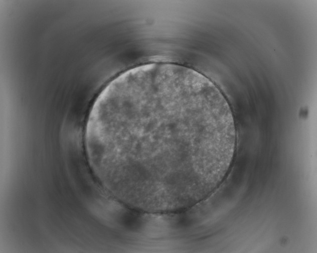 X0000100420297200807032108