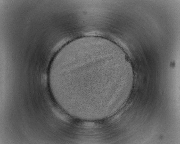 X0000100420298200807032108