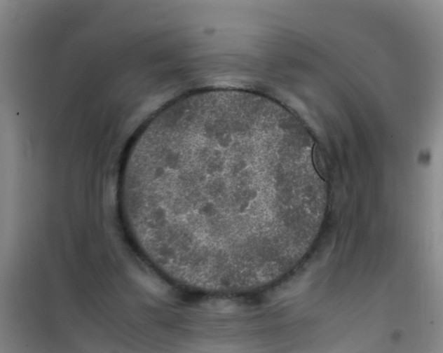 X0000100420299200807032108